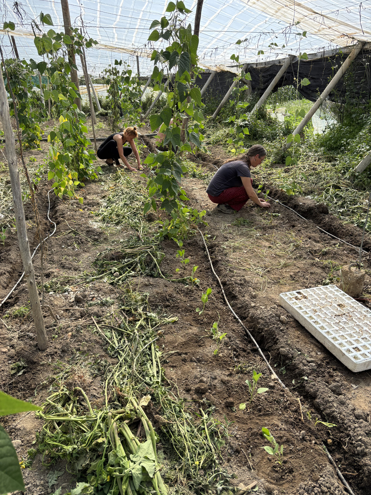 LAIAL e. V., Gruppe Jugendlicher bei der Gartenarbeit im Gewächshaus